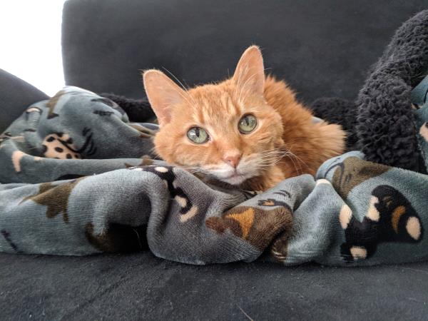 /Images/uploads/Cat Welfare Association/catwelfare2019calendarcontest/entries/6898thumb.jpg